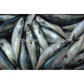 Frozen Pacific l Mackerel fish whole round